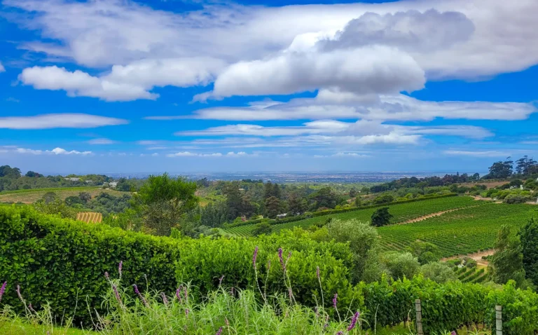 A journey into the heart of the Constantia Wine Valley in a jeep